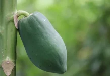 Getah Pepaya bagi Kesehatan dan Dunia Industri
