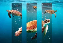Hari Kelautan Nasional, Momentum Menjaga Kekayaan Laut Indonesia