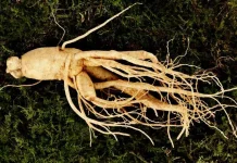 Manfaat Ginseng Bagi Kesehatan Tubuh