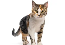 Kucing Belang Tiga Menyimpan Fakta Ilmiah Menarik