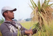 Legislator Palangka Raya: Generasi Muda Jadi Petani Modern demi Ketahanan Pangan