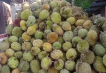 Musim Durian Tiba Pedagang Dadakan Semarakkan Sudut Kota Palangka Raya