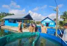 Optimalkan PAD, Kepala DPKP Kobar yang Baru Tinjau Aset BBI Pinang Merah