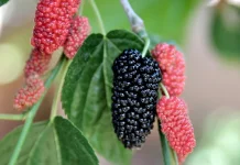Manfaat Daun Murbei untuk Kontrol Gula Darah