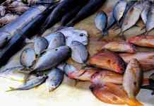 Hilirisasi Produk Ikan Perkuat Daya Saing UMKM Palangka Raya
