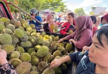 Musim Durian Datang Waktunya Pedagang Dadakan Raup Rezeki