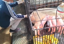Respons Laporan Peternak, Distan Kobar Obati Ternak Babi di Pasir Panjang