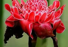 Kecombrang, Tanaman Rempah bagi Kesehatan