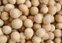 Buah Langsat Mulai Matang di Sejumlah Wilayah Kabupaten Katingan