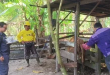 Tingkatkan Populasi Sapi, Dinas Pertanian Kobar Gelar Program Posyandunak