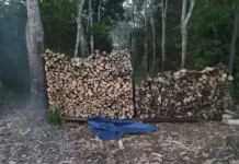 Kayu Bakar masih Menjadi Pilihan Masyarakat Pedesaan untuk Berbagai Acara Besar