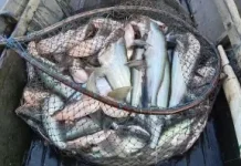 Musim Kemarau Datang, Warga Bantaran Sungai Kahayan Berburu Ikan Sungai