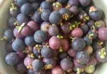 Buah Manggis Kaya Nutrisi dan Baik untuk Menjaga Kesehatan Tubuh