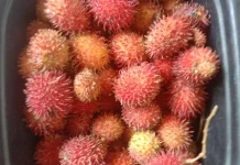 Buah Rambutan, Warisan Hayati Tropis yang Kini Dinikmati Masyarakat Dunia