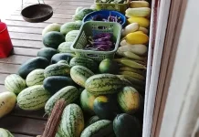 Manfaatkan Lahan untuk Berkebun Berbagai Jenis Sayuran dan Buah-Buahan