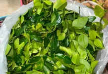 Daun Jeruk Purut, Rempah Dapur yang Memiliki Beragam Manfaat