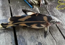 Ikan Baung Tikus Jadi Buruan Pecinta Ikan Air Tawar