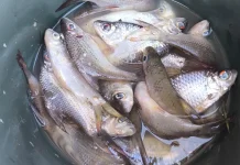 Beragam Ikan Air Tawar Jadi Hasil Tangkapan Pemancing