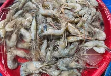 Musim Kemarau Bawa Berkah, Udang Sungai Melimpah dan Tingkatkan Pendapatan Warga