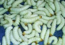 Ulat Bambu Jadi Sumber Protein Bergizi