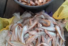 Ikan Lais Diolah Menjadi Ikan Asin, Jadi Sumber Penghasilan Masyarakat