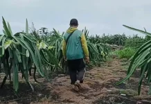 Kemarau Lebih Kering Ancaman Gagal Panen Kobar