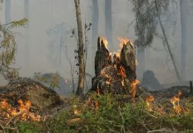 Musim Kemarau, Kalimantan Tengah Waspadai Peningkatan Kejadian Karhutla