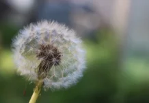 Dandelion Bunga Kecil dengan Sejarah Besar yang Mengagumkan Dunia