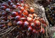 Harga TBS Sawit Kalteng  Naik, Disbun Dorong Kemitraan Transparan