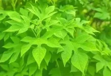 Berikut Tanaman Herbal yang Dipercaya Menjaga Kadar Gula Darah
