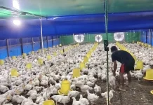 Mahasiswa KKN UIN Palangka Raya Bantu Panen 7.000 Ekor Ayam Broiler di Lamandau