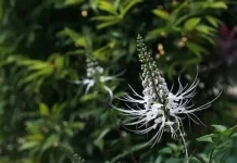 Kumis Kucing Berpotensi Menjaga Fungsi Ginjal dan Saluran Kemih