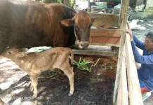 Sapi Limousin di Kobar Lahirkan Pedet Wagyu Unggul Hasil IB