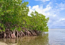 Peringatan Hari Mangrove Sedunia Perkuat Komitmen Menjaga Pesisir Berkelanjuta