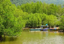 Manfaat Besar Hutan Mangrove, Menjaga Pesisir, Iklim, dan Kehidupan Berkelanjutan