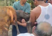 Penanganan Cepat Distokia Simpanan Simental Selamatkan Induk Sapi dan Pedet