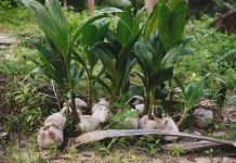 Pohon Kelapa, Tanaman Seribu Manfaat yang Dijuluki Pohon Kehidupan