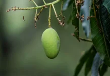 Rahasia Pohon Mangga Bisa Berbuah Lebat dan Berumur Panjang