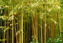 Bambu, Tanaman dengan Pertumbuhan Tercepat di Dunia