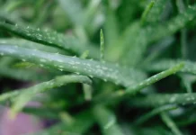 Lidah Buaya, Tanaman Hias Sekaligus Tanaman Obat yang Kaya Manfaat