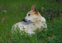 Anjing, Hewan Cerdas yang Membantu Banyak Aktivitas Manusia