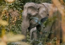 Gajah Asia, Raksasa Hutan yang Cerdas dan Memiliki Ikatan Sosial Kuat