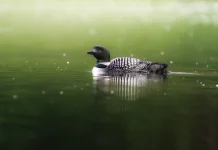 Burung Loon, Penghuni Danau Utara dengan Suara Khas yang Memikat