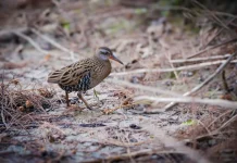 Virginia Rail, Burung Rawa yang Lincah dan Ahli Bersembunyi