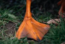 Selaput Kaki Bebek Sebagai Contoh Adaptasi Makhluk Hidup