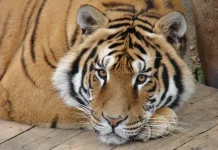 Peringatan Hari Harimau Sedunia, Kuatkan Kolaborasi untuk Kelestarian Satwa Liar