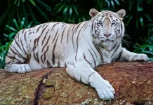 Fakta Menarik Harimau, Sang Raja Hutan Asia yang Hampir Punah