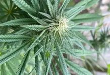 Penggunaan Daun Ganja dalam Dunia Medis Masih Terbatas dan Diatur Ketat