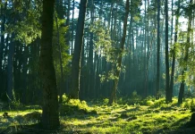 Hari Penjaga Hutan Sedunia, Dedikasi Para Pelindung Alam
