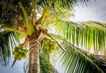 Air Kelapa Muda Miliki Beragam Manfaat bagi Kesehatan